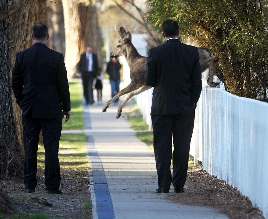 A deer jumps in front of Nevada Gov. Brian Sandoval, right, while he walks to work, Wednesday, March 19, 2014, in Carson City, Nev. Sandoval was making his short commute from the governor’s mansion on foot to mark the fifth annual Nevada Moves Day, an initiative sponsored by the Nevada Department of Transportation to highlight the benefits of walkable communities, increased physical activity and reduced traffic congestion. (AP Photo/Nevada Appeal, Shannon Litz)
