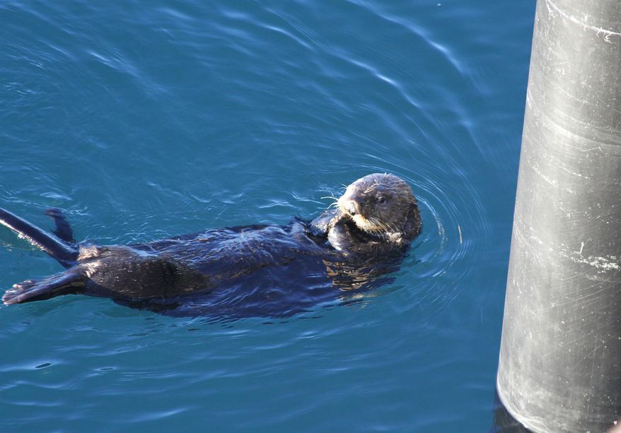 In this photo taken Thursday, Feb. 27, 2014, is a sea otter in the bay near the ferry dock in Valdez, Alaska. The U.S. Geological Survey report released Friday, Feb. 28, 2014, concludes sea otters in Alaska's Prince William Sound have recovered to levels seen before the Exxon Valdez oil spill nearly 25 years ago. (AP Photo/Mark Thiessen)