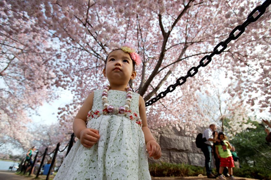 A young girl looks up at a canopy of blooming cherry blossoms along the tidal basin in Washington. (Associated Press)
