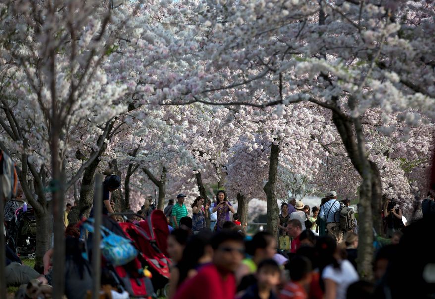 Visitors pack the Tidal Basin to enjoy the cherry blossoms trees in full bloom. (Associated Press)