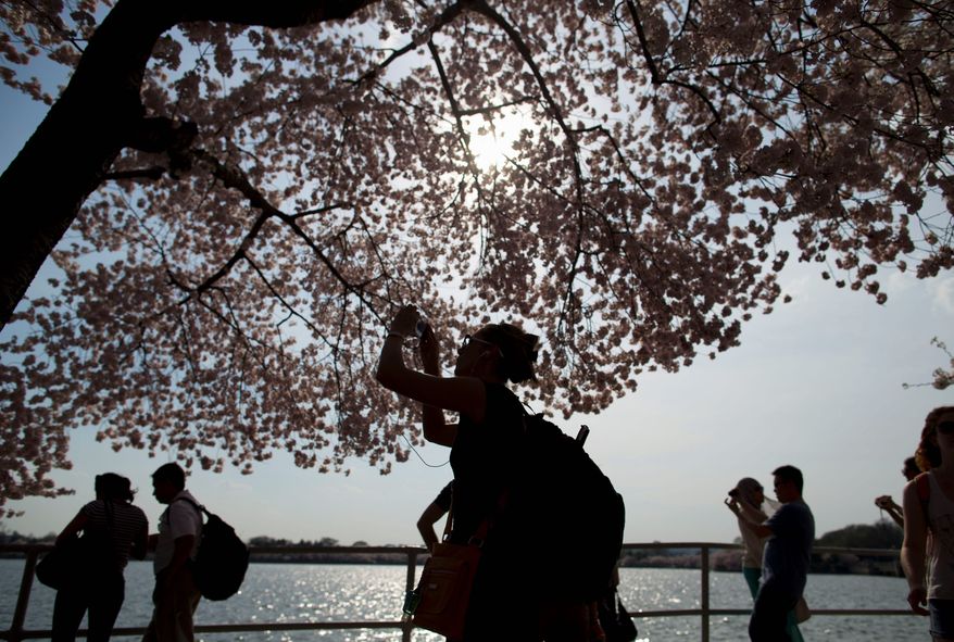 Sightseers take photos of the cherry blossoms trees in full bloom along the Tidal Basin. (Associated Press)