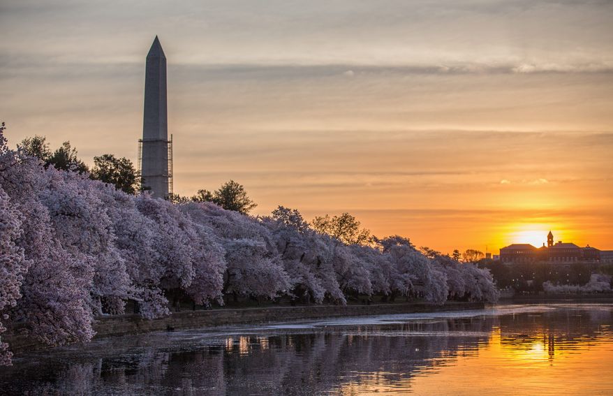 The Washington Monument lights up in the early morning sun, while cherry blossoms around the tidal basin bloom, in Washington, DC. (The Washington Times)