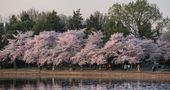 3_202014_blossoms-037-0411138201.jpg