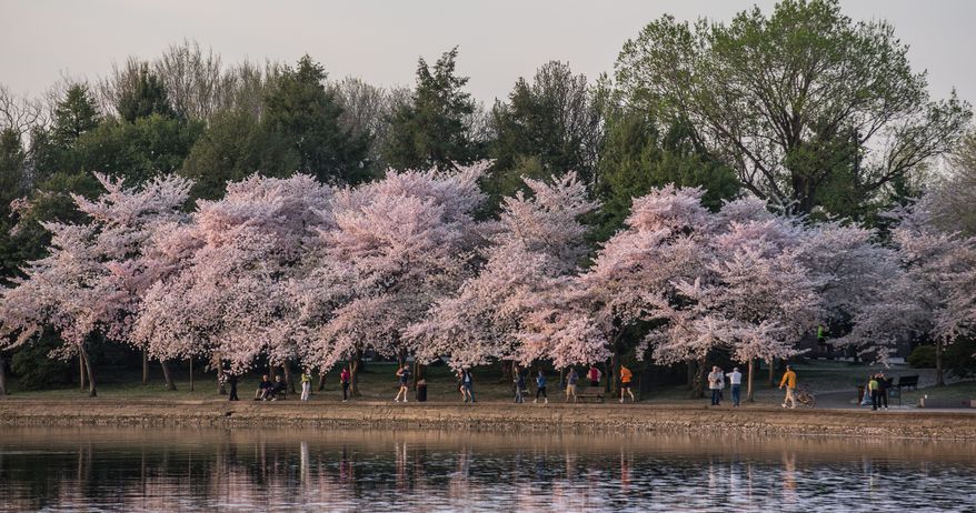 Tourists flock to the Tidal Basin each year to photograph the morning sun reflecting off of the water into the cherry blossoms, in Washington, DC. (The WASHINGTON TIMES)