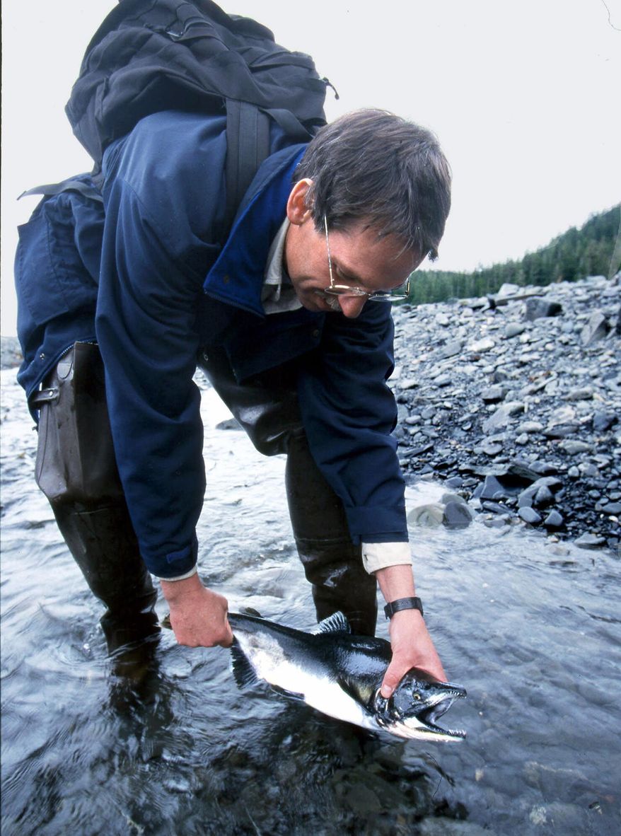 FILE - In this Sept. 14, 1998 file photo, Bruce Wright, a biologist with the National Marine Fisheries Service Oil Spill Restoration Office, looks at a pink salmon as it swims up a stream at Sleepy Bay on LaTouche Island in Prince Williams Sound, Alaska. State officials say pink salmon have not yet recovered from the effects of the Exxon Valdez oil spill 10 years ago. Nearly 25 years after the Exxon Valdez oil spill off the coast of Alaska, some damage heals, some effects linger in Prince William Sound. (AP Photo/Al Grillo, File)
