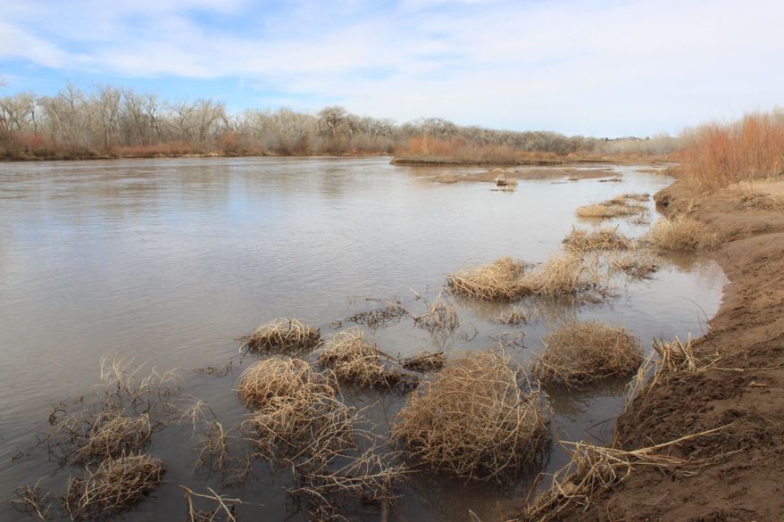 In this March 3, 2014 image, tumbleweeds crowd the edge of the Rio Grande as it flows through Albuquerque, N.M. Members of the Rio Grande Compact Commission met Thursday, March 20, 2014, in Santa Fe for their annual meeting to discuss management of the river. Federal experts testified that water managers in New Mexico, Colorado and Texas will face challenges this year due to the effects of drought on the river. (AP Photo/Susan Montoya Bryan)