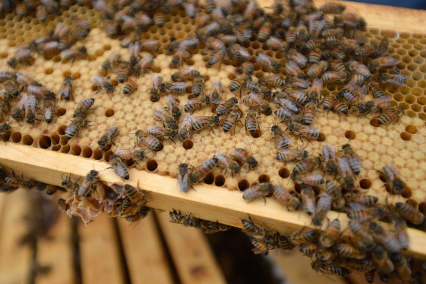 This March 6, 2014, photo shows bees at the UGA honeybee lab in Athens, Ga., on March 6, 2014. UGA researcher Keith Delaplane for years has studied bees and the reasons the possible reasons behind their population decline. (AP Photo/The Banner-Herald, Richard Hamm)