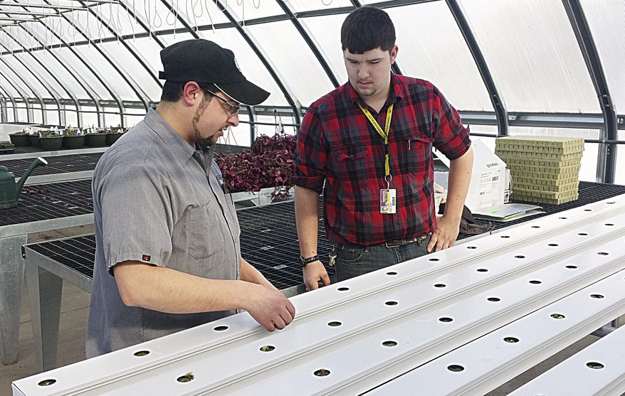 In this March 10, 2014 photo, Kyle Ladenburger, left, shows Mendota High School sophomore Damian Hebert how to push lettuce seedlings into the hydroponic system for maximum nutrient intake at the school in Mendota, Ill. The hydroponic system was installed in the school’s greenhouse earlier this year and will produce 180 heads of lettuce in about 60 days. The crop will then be served in the school cafeteria. (AP Photo/NewsTribune, Tamara Abbey)