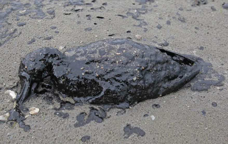 A dead oil covered bird is shown on the shore area along Boddeker Rd. on the Eastern end of Galveston near the ship channel Sunday, March 23, 2014, in Galveston. (AP Photo/Houston Chronicle, Melissa Phillip)