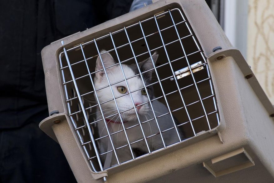 A members of the Pennsylvania Society for the Prevention of Cruelty to Animals removes a cat from two two connected row homes Wednesday, March 26, 2014, in Philadelphia. (AP Photo/Matt Rourke, file) ** FILE **