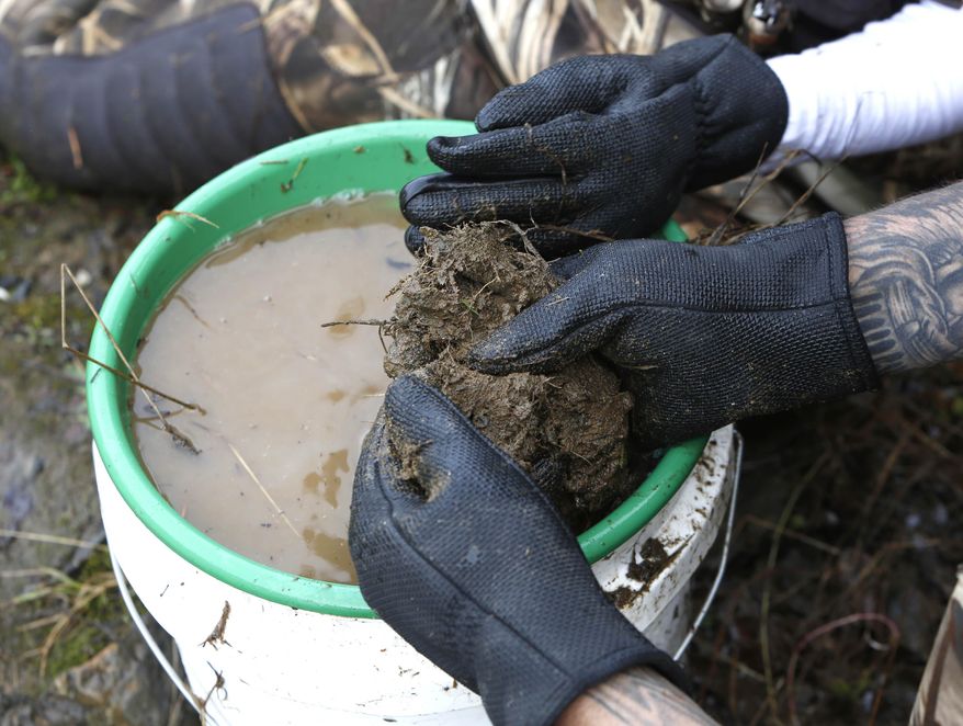 In this photo taken Tuesday, March 4, 2014 Tim Amavisca, 38, separates large a large ball of dirt and plant roots dug up from the banks of the Bear River as he prospects for gold near Colfax, Calif. Amavisca is among the amateur prospectors that have flocked to the Sierra Nevada foothills, that, due to the historic drought are taking advantage of the lower water levels to search for gold in riverbeds that have been unreachable for decades.(AP Photo/Rich Pedroncelli)