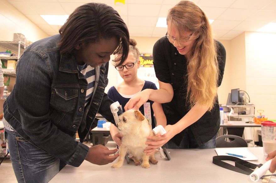 In this photo taken on March 20, 2014, from left, Myia McCullough, Victoria Clark and Paige Prince attempt to fit Lila, a chihuahua mix, with a wheelchair prototype they constructed at Jonesboro Health, Wellness and Environmental Studies Magnet School in Jonesboro, Ark.. The sixth-graders are among 15 gifted and talented students working to create wheelchairs for paralyzed dogs. Lila underwent surgery in late 2013 to prevent paralysis and can now walk. (AP Photo/The Jonesboro Sun, Sarah Morris)