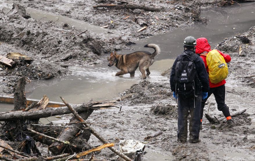 Searchers work with a dog at the scene of a deadly mudslide Saturday, March 29, 2014, in Oso, Wash. Besides the more than two dozen bodies already found, many more people could be buried in the debris pile left from the mudslide one week ago. Ninety people are listed as missing. (AP Photo/Elaine Thompson, Pool)