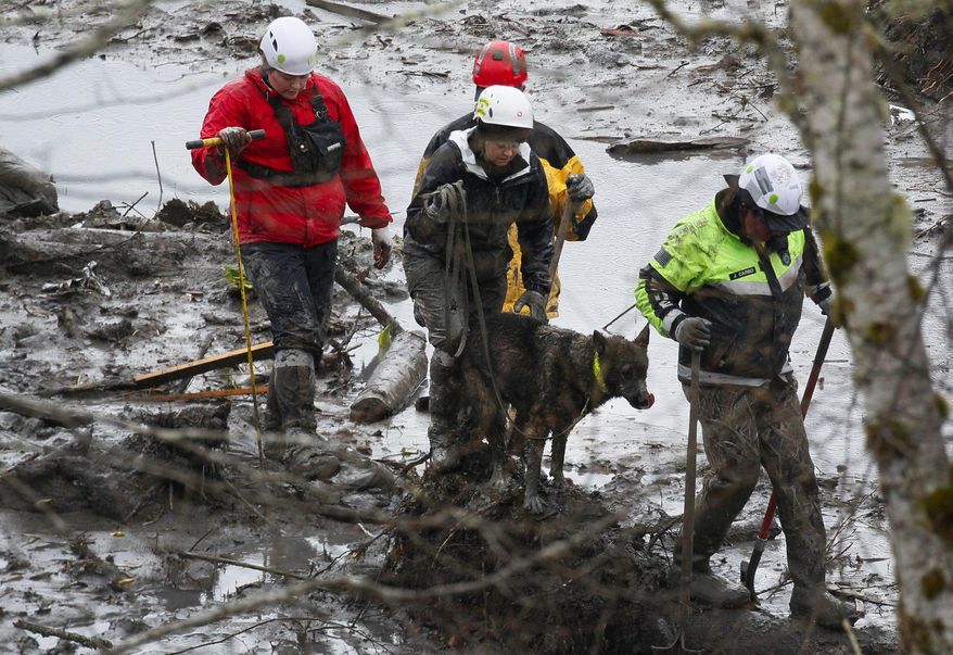 Search and rescue teams navigate the wet, muddy terrain at the west side of the mudslide on Highway 530 near mile marker 37 on Sunday, March 30, 2014, in Arlington, Wash. Periods of rain and wind have hampered efforts the past two days, with some rain showers continuing today. (AP Photo/Rick Wilking, Pool)