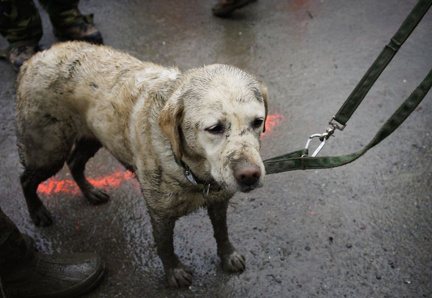 Rescue dog Tryon, muddied from the day's work, stands with his handler near the west side of the mudslide on Highway 530 near mile marker 37 in Arlington, Wash., on Sunday, March 30, 2014. Periods of rain and wind have hampered efforts the past two days, with some rain showers continuing today. Last night, the confirmed fatalities list was updated to 18, with the number of those missing falling from 90 to 30. (AP Photo/Rick Wilking, Pool)