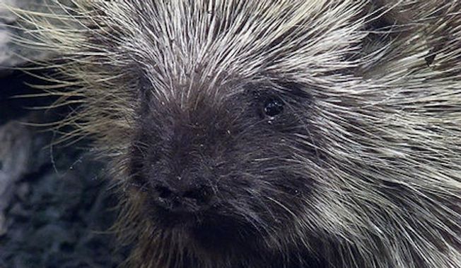 North American porcupine (Wikipedia)