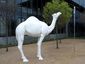 2_camel_mugshot_four_by_three.jpg