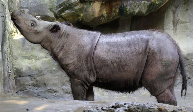 FILE - In this July 17, 2013 file photo, Suci, a female Sumatran rhino, sniffs the air in her enclosure at the Cincinnati Zoo in Cincinnati. The zoo said Suci died Sunday, March 30, 2014, after showing symptoms of a disease that killed her mother five years ago. (AP Photo/Al Behrman, File)