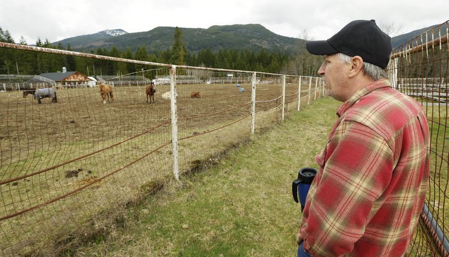 Tom Gent looks out over horses kept in the rodeo area of the Darrington Fairgrounds in Darrington, Wash., Wednesday, March 26, 2014. Gent is caring for horses who were displaced by the massive mudslide that hit the area last Saturday. (AP Photo/Ted S. Warren)