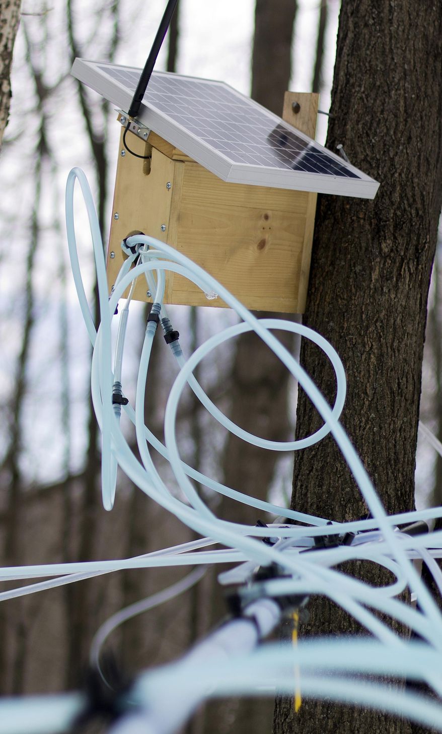 In this photo taken Friday March 21, 2014, one of maple syrup producer Donnie Richards wireless radio unit box containing sensors that monitor pressure on sap lines is seen in Milton, Vt. Richards has about 5,000 taps, with about 18 miles of tubing spread out over more than 100 acres and uses the wireless sensors to monitor the flow of sap that provides information immediately on a smart phone of tablet computer. (AP Photo/Holly Ramer)