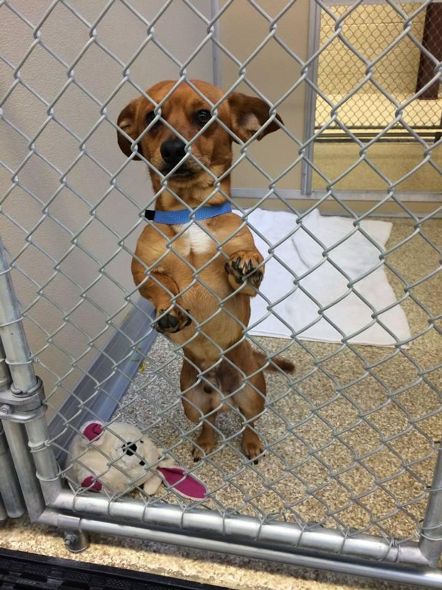 This photo taken March 29, 2014, and provided by Megan Sams shows Corbin, a Chihuahua-Dachshund mix while at the Animal Friends Humane Society in Hamilton, Ohio. Corbin disappeared from his home in Killeen, Texas, on March 25 and was found four days later tied to a bench outside an animal shelter in Hamilton. (AP Photo/Megan Sams)