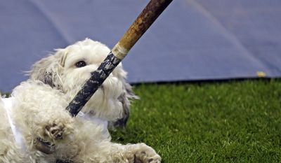 10ThingstoSeeSports - Hank, the unofficial mascot of the Milwaukee Brewers, plays with a player&#39;s bat on the field before an opening day baseball game between the Milwaukee Brewers and Atlanta Braves at Miller Park, Monday, March 31, 2014, in Milwaukee. (AP Photo/Jeffrey Phelps, File)