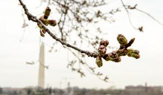 Almost all of the Cherry Blossoms along the Tidal Basin look like this tree, just about to bloom on a warm spring day, Washington, D.C., Thursday, April 3, 2014. (Andrew Harnik/The Washington Times)