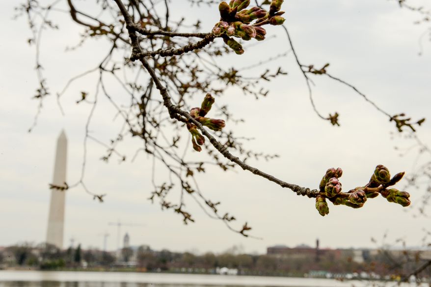 Almost all of the Cherry Blossoms along the Tidal Basin look like this tree, just about to bloom on a warm spring day, Washington, D.C., Thursday, April 3, 2014. (Andrew Harnik/The Washington Times)
