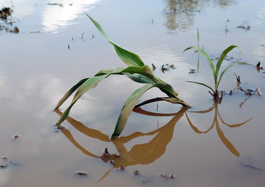 FILE - In this July 17, 2013, file photo, a corn plant is surrounded by water in a field in Edmond, Okla., following rain in central Oklahoma. Industry groups and more than a dozen GOP senators are urging the Obama administration to reconsider a proposal by the EPA and the Army Corps of Engineers. The new rule seeks to clarify which waters or wetlands would trigger federal requirements, such as permitting and state water quality certification. Seasonal and rain-dependent streams, and wetlands near rivers and streams, would be covered; others would be considered on a case-by-case basis to determine if they play a significant role in the quality of downstream waters. Landowners and developers say the government has gone too far in regulating isolated ponds or marshes with no direct connection to navigable waterways. (AP Photo/Sue Ogrocki, File)