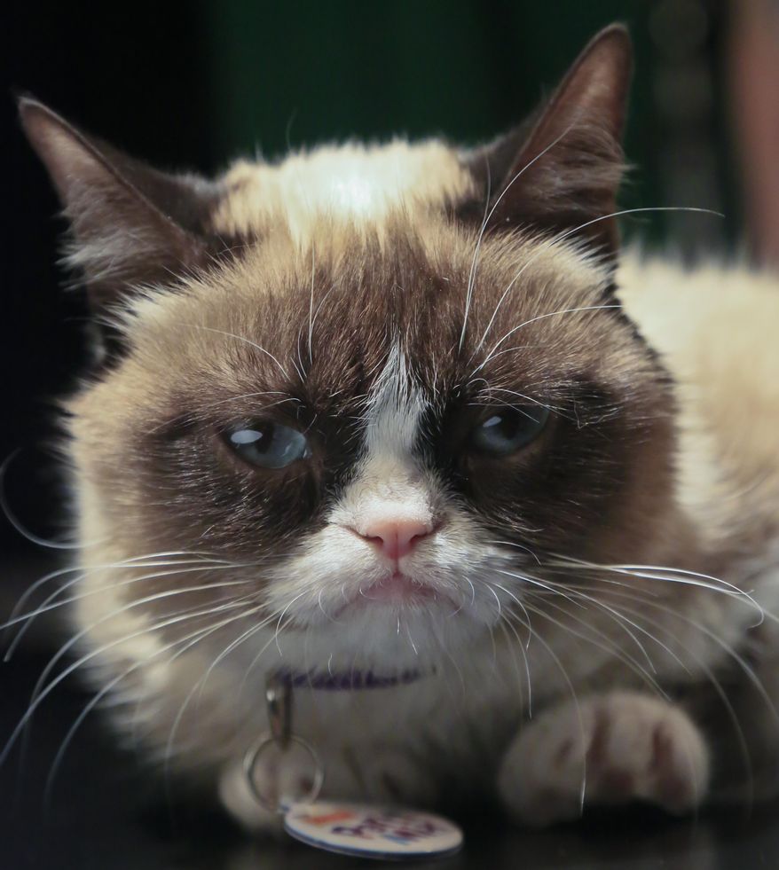 Grumpy Cat, an Internet celebrity cat whose real name is Tardar Sauce, is photographed on Friday April 4, 2014 in New York. Known for her facial expression, her owner Tabatha Bundesen says that Grumpy Cat's permanently grumpy-looking face is due to feline dwarfism. (AP Photo/Bebeto Matthews)