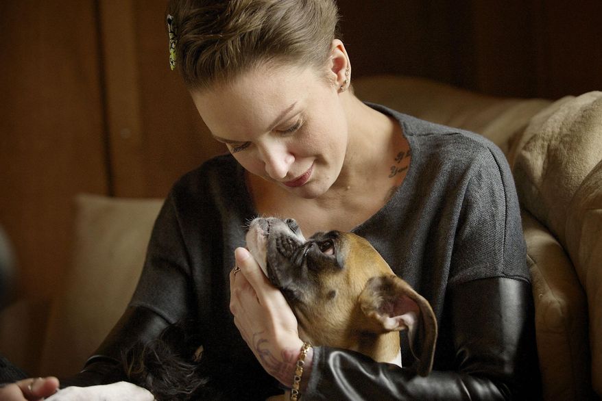 Amanda Giese, co-owner of Panda Paws Rescue, visits with Duncan, a 9 month old Boxer, Thursday April 3, 2014 in Vancouver, Wash. Duncan was born with deformed rear legs that were amputated to remove the dead weight. The 9-month-old boxer belongs to Amanda Giese and Gary Walters, who run a non-profit animal rescue called Panda Paws Rescue out of their home in the Clark County community of Felida. Duncan has become an instant YouTube sensation. (AP Photo/The Columbian, Troy Wayrynen)