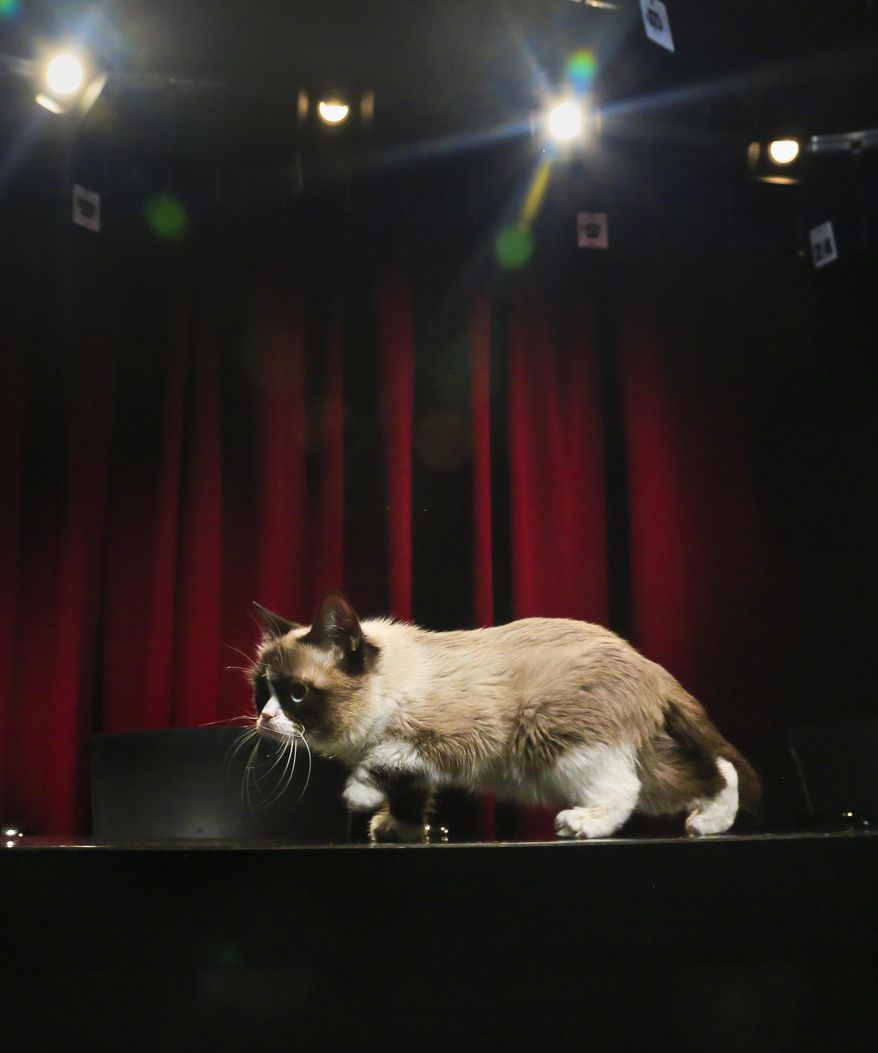Grumpy Cat, an Internet celebrity cat whose real name is Tardar Sauce, walks on a table during a television interview on Friday April 4, 2014 in New York. Known for her facial expression, her owner Tabatha Bundesen says that Grumpy Cat's permanently grumpy-looking face is due to feline dwarfism. (AP Photo/Bebeto Matthews)