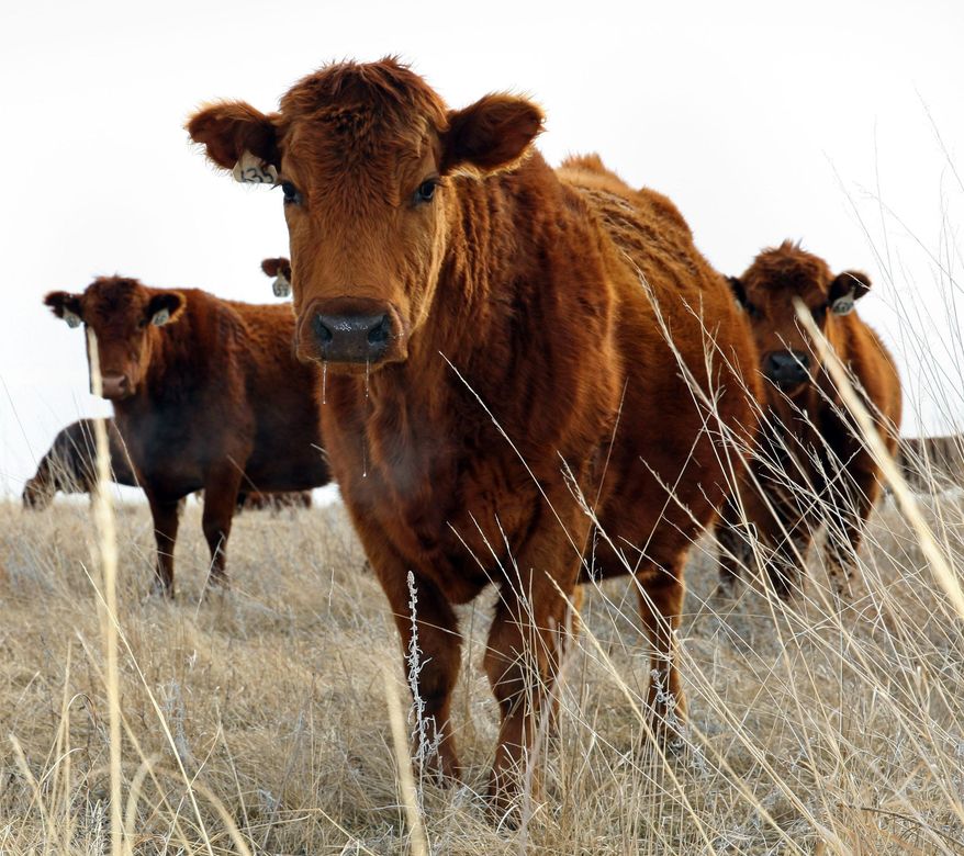 In this March 25, 2014 photo Red Angus cattle graze on native Big Bluestem grass at Daybreak Ranch near Highmore in central South Dakota. Jim Faulstich, who manages about 8,000 acres with his son-in-law, is pleased that conservation programs fared better in the new farm bill than many people expected. He’s hopeful they’ll encourage more farmers to put a priority on protecting the natural resources on their land, even if they don’t go quite as far as he has. (AP Photo/Eric Landwehr)