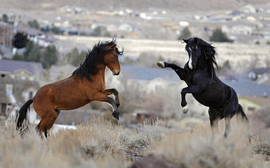 FILE - In this Jan. 13, 2010 file photo, two young wild horses play while grazing in Reno, Nev. Wild horse protection advocates say the government is rounding up too many mustangs while allowing livestock to feed at taxpayer expense on the same rangeland scientists say is being overgrazed. (AP Photo/Reno Gazette-Journal, Andy Barron, File) NEVADA APPEAL OUT; NO SALES