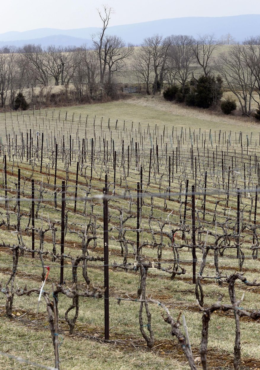 Veramar Vineyard owner Jim Bogaty is afraid that prolonged periods of extremely low temperatures this winter have damaged the buds on many of the vines at his Berryville, Va. vineyard as seen in this March 21, 2014 photo. (AP Photo/The Winchester Star, Scott Mason)