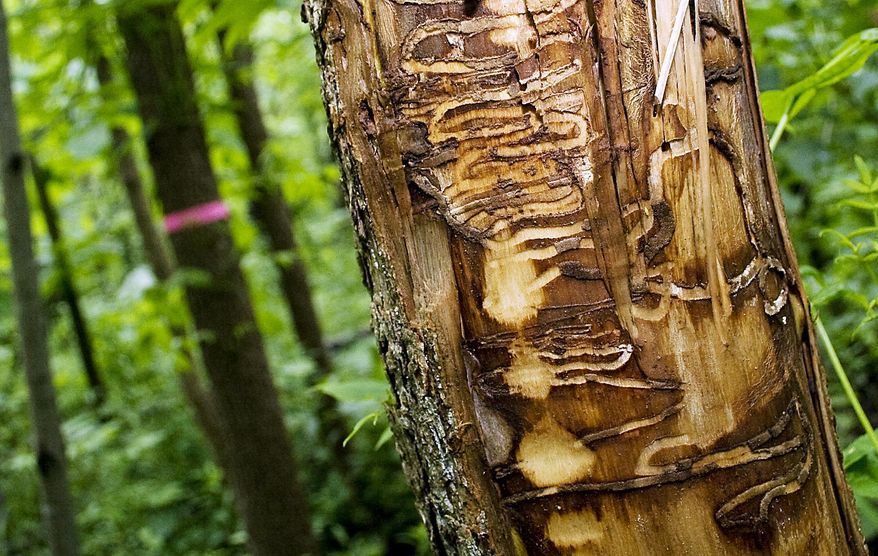 FILE - In this June 22, 2011 file photo are tracks from Emerald Ash Borers left in a black ash tree outside the Riveredge Nature Center in Newburg, Wis. Wisconsin wildlife officials have proposed their first overhaul of the state’s 2009 invasive species list to relax efforts to eliminate the emerald ash borer while getting tougher on more than 80 other plants, animals and algae. (AP Photo/West Bend Daily News, John Ehlke, File)