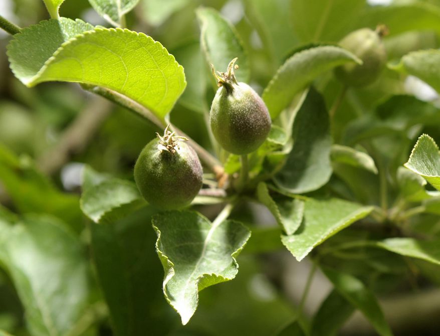 This June 2, 2010 photo shows marble-size Golden Delicious apple blossoms, in Armada Township, Mich. Michigan's heavy snowfall and bitter cold winter have damaged some fruit trees and vineyards, according to a leading state farm group. The late thaw is finally allowing fruit farmers to assess damage from the cold and heavy snow, the Michigan Farm Bureau said in a report Friday, April 4, 2014. (AP Photo/Detroit News, Todd McInturf)