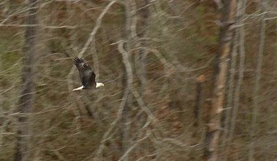 In this photo taken from video on March 27, 2014, an adult bald eagle takes flight near its nest on Lake Sinclair in central Ga. Georgia Department of Natural Resources was conducting the second round of their annual eagle nest survey to determine population growth. (AP Photo/Johnny Clark)