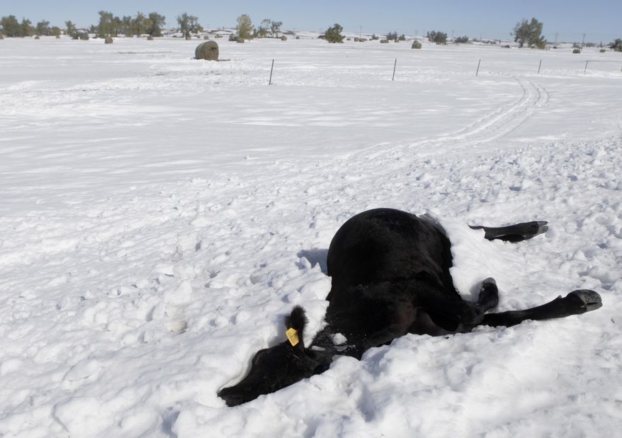 FILE - In this Monday, Oct. 7, 2013 file photo, a dead cow lies in the snow near Sturgis, S.D., during an autumn blizzard. The federal Agriculture Department says farmers and ranchers whose herds were devastated by the early October blizzard can start signing up for disaster assistance programs authorized by the new farm bill on Tuesday, April 15. The snow storm that hit Oct. 4-5 killed more than 43,000 cattle and other livestock in South Dakota and more than 1,000 farm animals in North Dakota. (AP Photo/Rapid City Journal, Kristina Barker, File)