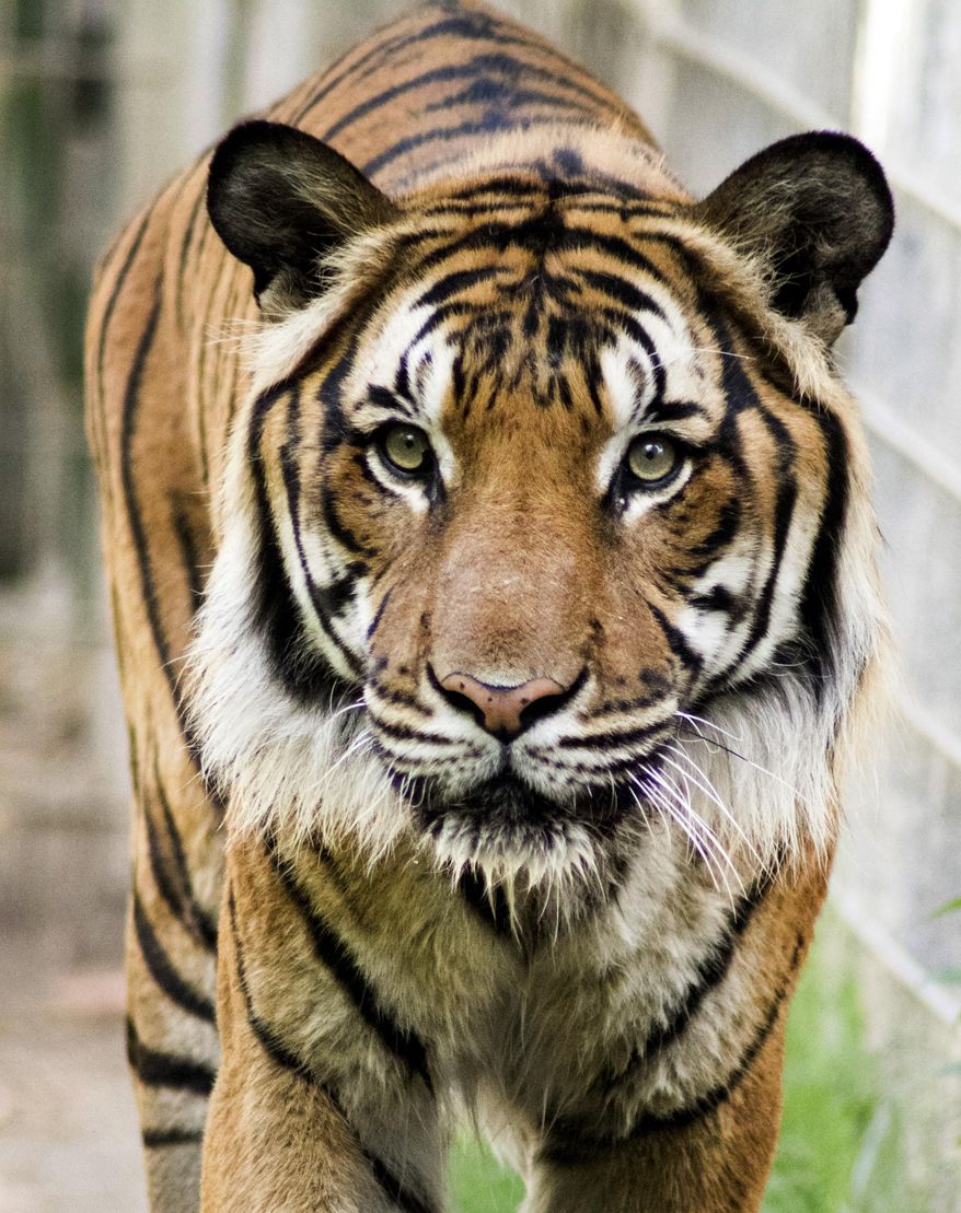 In this undated photo supplied by the Fresno Chaffee Zoo, Paka, a male Malayan tiger is seen. Zoo spokeswoman Lisa Condoian confirms Paka was euthanized Saturday, April 5, 2014, at the age of 17 after his health had sharply declined over the last several weeks. Paka had sired four cubs born in January 2014. The Malayan tiger is a subspecies that lives Southeast Asia and has been classified as endangered since 2008. Experts believe there are only about 500 of the tigers left. (AP Photo/Fresno Chaffee Zoo)