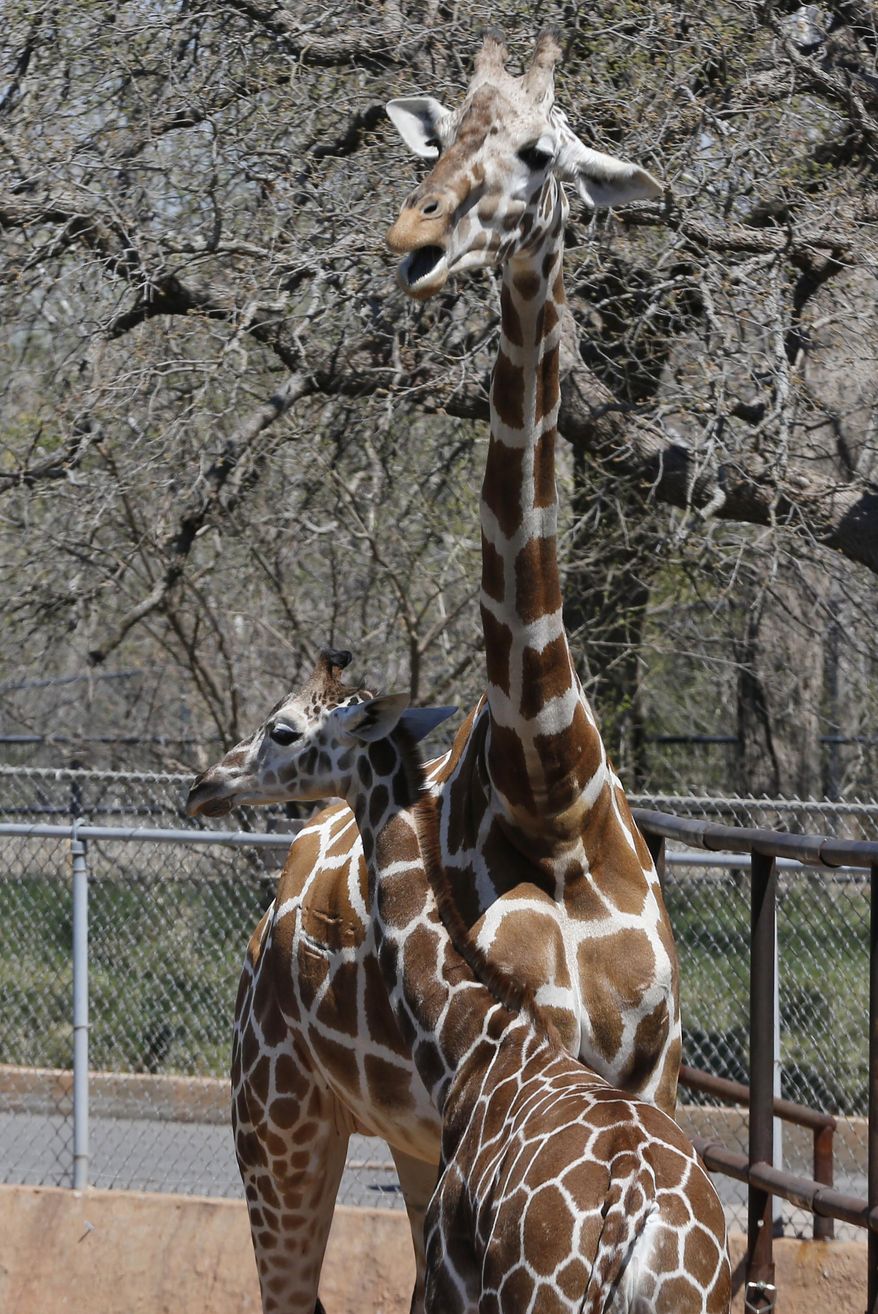 Six-month-old Kyah, a giraffe at the Oklahoma City Zoo, stands next to her mother, Ellie, at the zoo in Oklahoma City, Friday, April 4, 2014. Kyah will undergo surgery at Oklahoma State University to repair a vessel in her heart that has wrapped around her esophagus, making it difficult for her to eat solid foods, at a time when her mother is trying to wean her. (AP Photo/Sue Ogrocki)