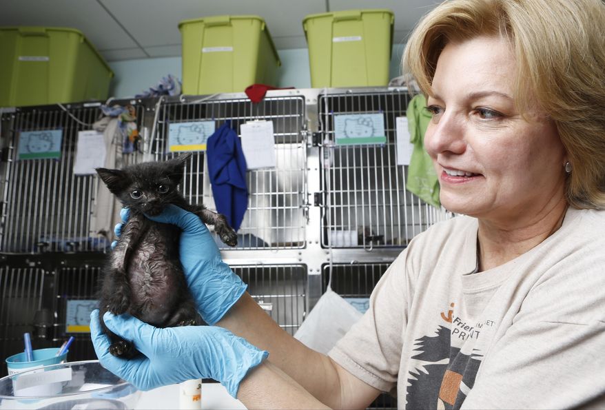 In this Thursday, April 3, 2014 photo, volunteer Sarita Carden holds up Aragorn, to check his progress at the Best Friends Animal Society kitten nursery in the Mission Hills area of Los Angeles. Tens of thousands of people who think they are saving abandoned wild kittens by taking them to shelters are hastening their deaths because most shelters don't have round-the-clock staffs to care for them. (AP Photo/Damian Dovarganes)