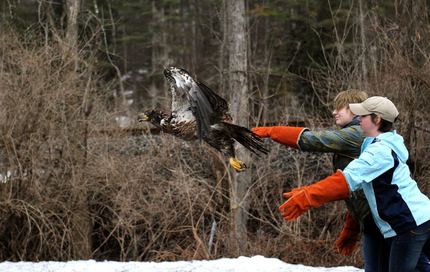 In this photo taken on Tuesday, April 8, 2014, Vermont Institute of Natural Science wildlife services manager Sara Eisenhauer, right, and intern Maddy Jacobs release a rehabilitated young bald eagle along the Connecticut River in North Thetford, Vt. The bald eagle was released almost three weeks after a Vermont game warden found the bird after it had apparently been hit by a car in Danby. (AP Photo/Valley News, Jennifer Hauck)