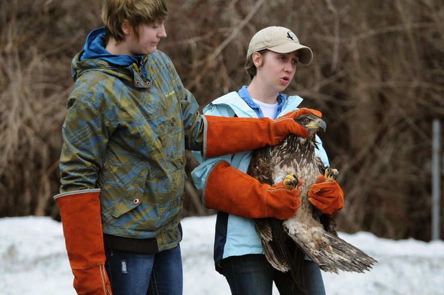 In this photo taken on Tuesday, April 8,2014, Sara Eisenhauer, wildlife services manager at Vermont Institute of Natural Science, addresses a small crowd of people while holding a young bald eagle that she was about to release in North Thetford, Vt. Intern Maddy Jacobs holds the bird's head. The bald eagle was released almost three weeks after a Vermont game warden found the bird after it had apparently been hit by a car in Danby. (AP Photo/Valley News, Jennifer Hauck)