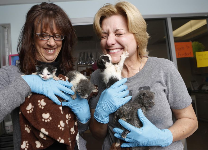 In this Thursday, April 3, 2014 photo, Best Friends Animal Society Los Angeles/NKLA manager Michelle Sathe, left, and volunteer Sarita Carden hold a litter at the Best Friends Animal Society kitten nursery in the Mission Hills area of Los Angeles. Tens of thousands of people who think they are saving abandoned wild kittens by taking them to shelters are hastening their deaths because most shelters don't have round-the-clock staffs to care for them. (AP Photo/Damian Dovarganes)