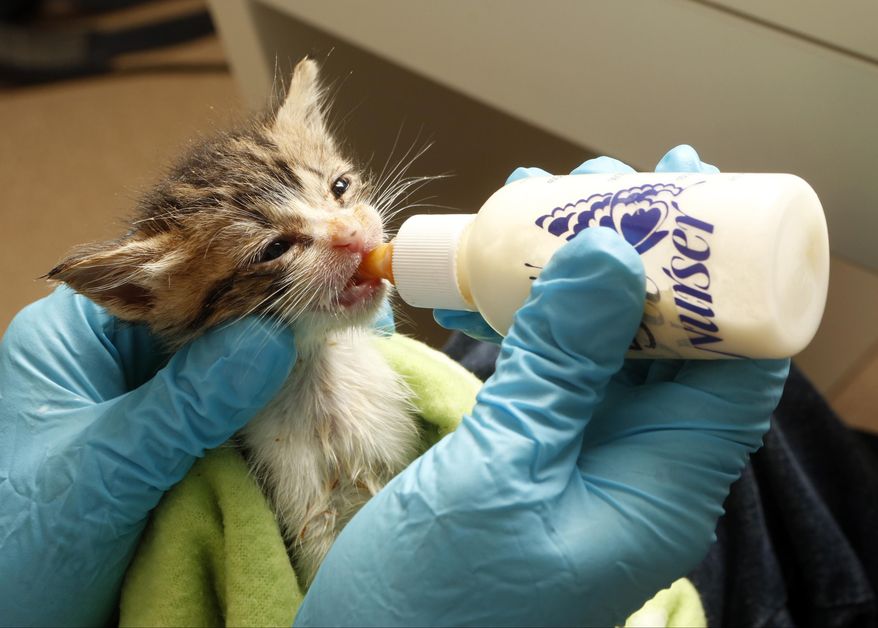 In this Thursday, April 3, 2014 photo, a kitten is bottle fed at the Best Friends Animal Society kitten nursery in the Mission Hills area of Los Angeles. Tens of thousands of people who think they are saving abandoned wild kittens by taking them to shelters are hastening their deaths because most shelters don't have round-the-clock staffs to care for them. (AP Photo/Damian Dovarganes)