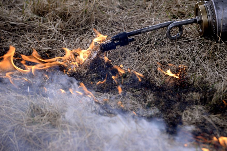 In this Tuesday, April 8, 2014, David Borneman lights a controlled burn at the Davis-Foster Land Preserve in Meridian Township, Mich. The burn is expected to help improve habitat for the Henslow's sparrow. The Lansing State Journal reports the bird and many other types of wildlife use prairie habitat at the Davis-Foster Land Preserve. The sparrow is listed as endangered in Michigan. (AP Photo/The State Journal, Rod Sanford) NO SALES