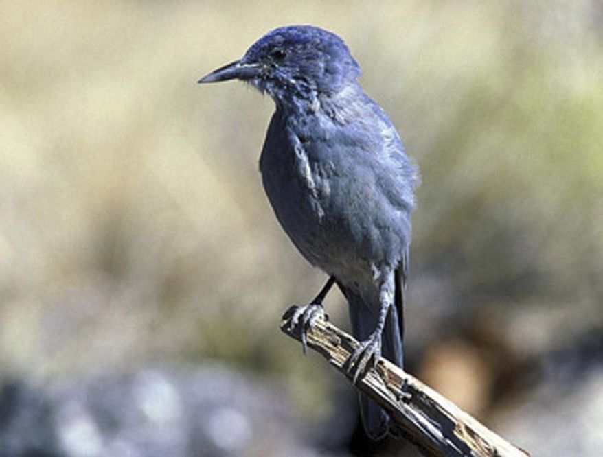 This undated image provided by the U.S. Geological Survey shows a pinyon jay. The U.S. Geological Survey and researchers from the University of New Mexico and Northern Arizona University released a report this week that takes a closer look at some of the effects climate change is likely to have on species such as the desert tortoise and the pinyon jay. According to the report the jay stands to lose nearly one-third of its breeding range. (AP Photo/U.S. Geological Survey)