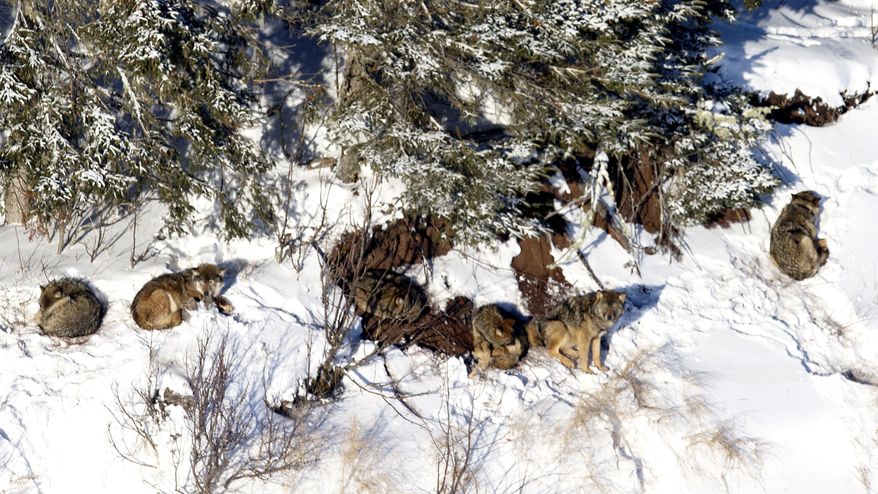 FILE - In this 2014, file photo, provided by Rolf Peterson, at least two of three wolf pups, center, who survived the winter are documented on Isle Royale in northern Michigan by long-time researchers who track the wolves every winter by airplane. While the new pups brought the island's struggling wolf population to 11, researchers said Feb. 25, 2014, that one of the few remaining gray wolfs from the island was found dead earlier this month in northeastern Minnesota after escaping to the mainland across a Lake Superior ice bridge. On Wednesday, April 9, 2014, Isle Royale Superintendent Phyllis Green announced that authorities have rejected for now a proposal to introduce new wolves to the federally protected wilderness as a way to revive the wolf population. (AP Photo/Courtesy Rolf Peterson, File)