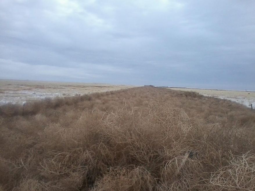 This November 14, 2013, photo shows tumbleweed covering the entire roadway on County Road-V near Ordway, Colo. Parts of Colorado are being overrun with tumbleweeds because of the drought affecting much of the western U.S. Crowley County, high plains country of ranching and farming east of Pueblo, has spent $108,000 since November _ more than a third of its annual budget _ clearing roads and bridges of tumbleweed to make sure residents and emergency vehicles can move.(AP Photo/Crowley County)
